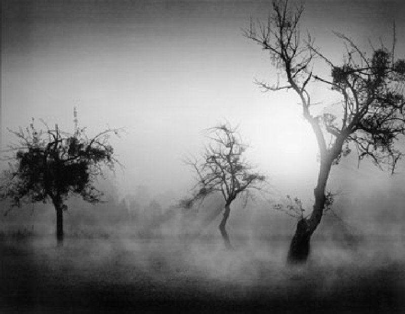 Bäume im Nebel II od Tom Weber