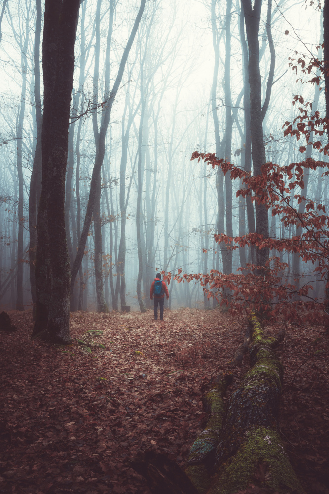 A foggy autumn morning walk through the woods forest od Toma Georgian Mihai
