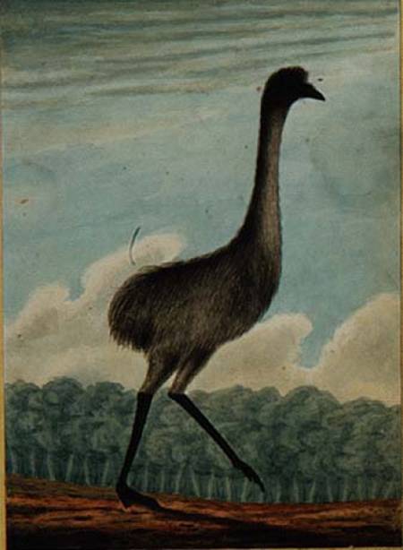 The Emue (sic) od T.R. Browne