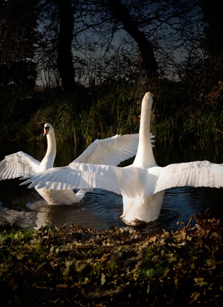Swan Dance od Trevor Aston