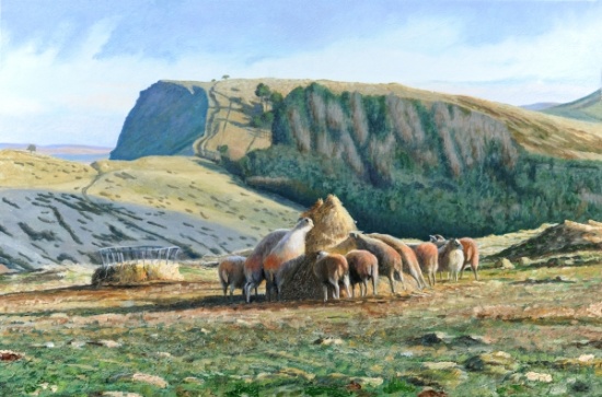 Sheep Feeding od Trevor  Neal