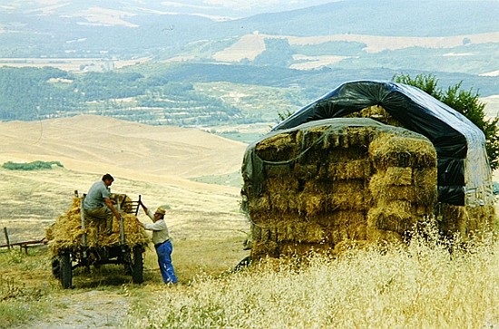 Haymaking at Volterra, Tuscany, Italy, 1999 (photo)  od Trevor  Neal