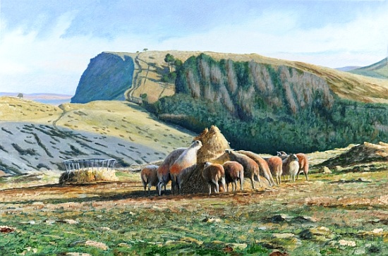 Sheep Feeding od Trevor  Neal