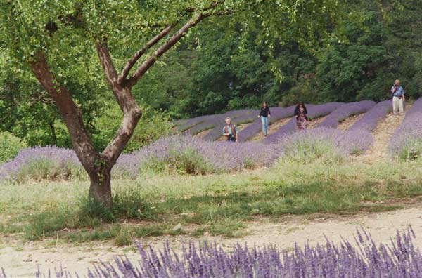 Tree in Lavender Field, in the Grounds of Abbaye Senanque, Provence, France, 1999 (photo)  od Trevor  Neal