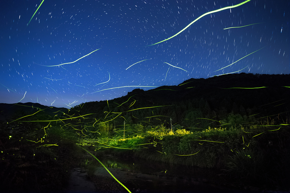 Light of fireflies od Tsuneya Fujii
