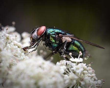 Feasting on Flowers