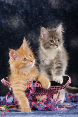 Zwei Maine Coon Kätzchen im Zylinder