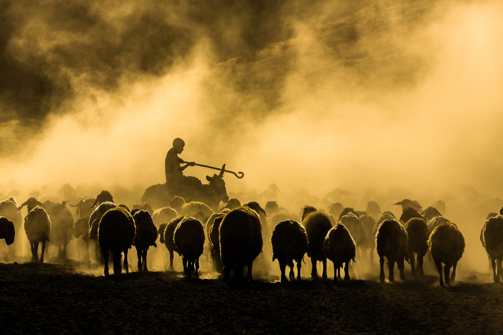 sheep shepherd od Ummu Nisan Kandilcioglu