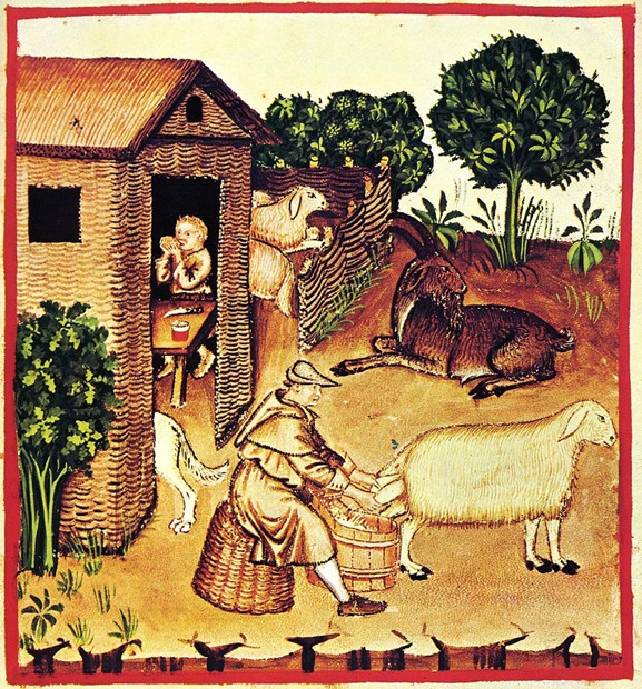 The production of cheese. A miniature from Tacuinum Sanitatis od Unbekannter Künstler