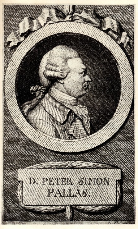 Portrait of the zoologist and botanist Peter Simon Pallas (1741-1811) od Unbekannter Künstler