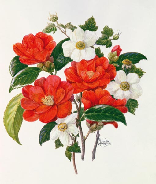 Camellia Adolf Audusson od Ursula  Hodgson