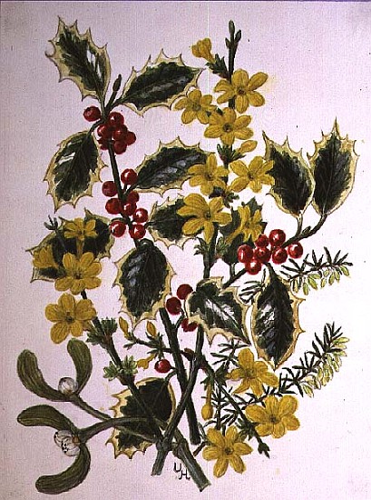 Holly, Winter Jasmine, Heath and Mistletoe (w/c on paper)  od Ursula  Hodgson
