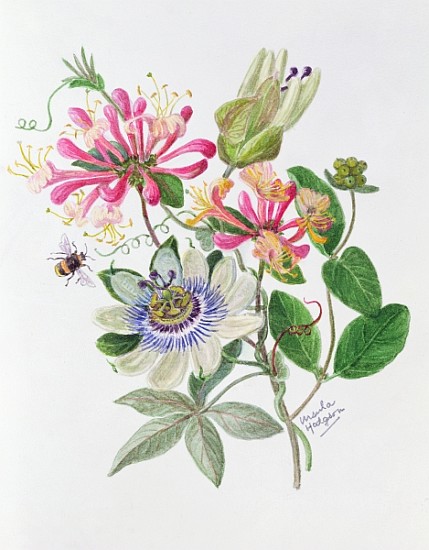 Honeysuckle and Passion flower (w/c on paper)  od Ursula  Hodgson