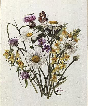 Knapweed, Ox-eye Daisy and Toad Flax (w/c on paper)  od Ursula  Hodgson
