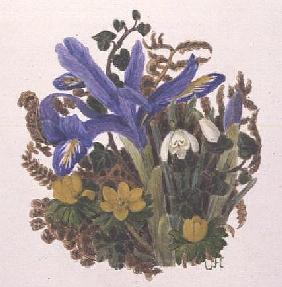 Iris Histriodes, Aconite and Snowdrop (w/c on paper) 