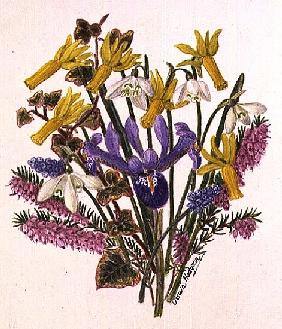 Snowdrop, Narcissus Cyclamineus, Iris Reticulata and Grape Hyacinth (w/c on paper) 