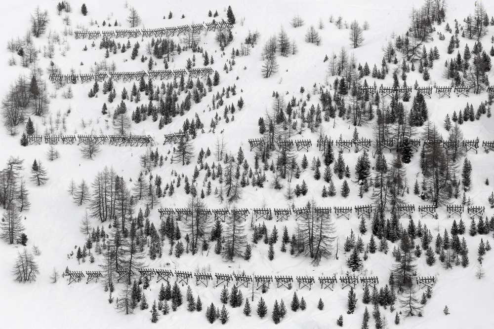 winter trees od Uschi Hermann