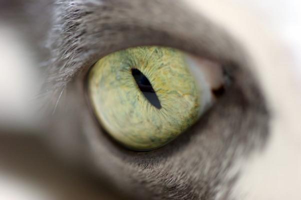 Auge einer Katze od Uwe Malitz