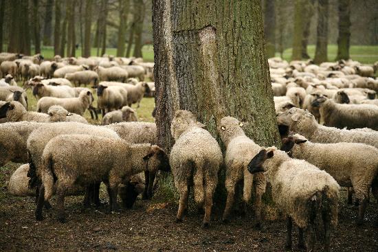 Schafe od Uwe Zucchi