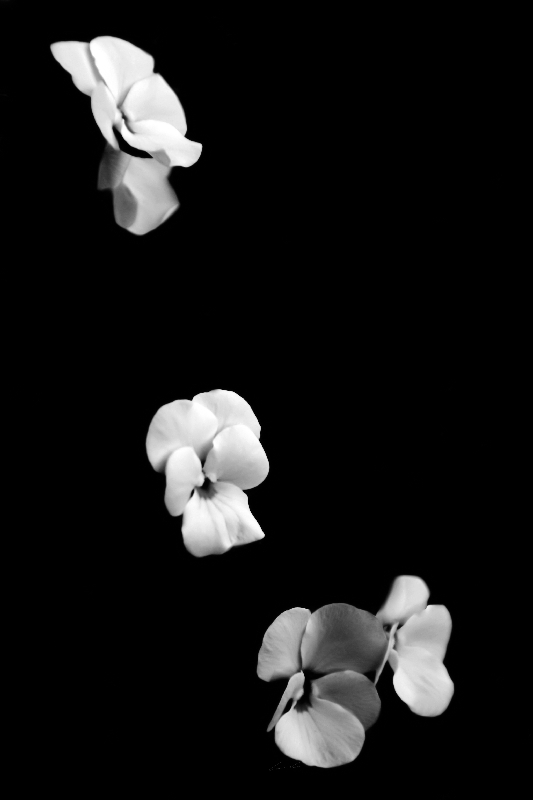 Blüten od Carmen Varo