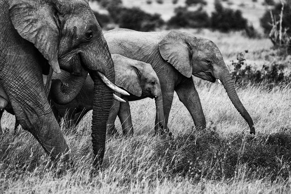 Elephant family od Vedran Vidak