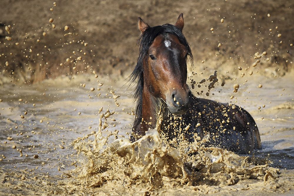 horse in water od Vedran Vidak