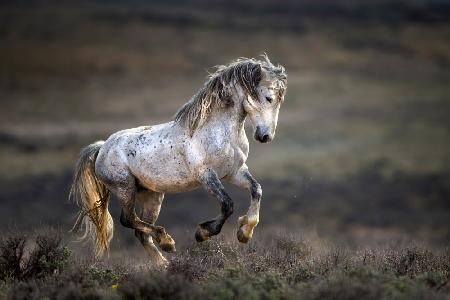 Mustang, Wild Horse / Equus ferus caballus