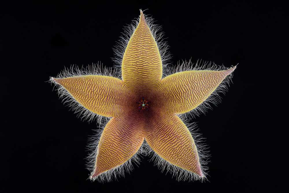 Stapelia grandiflora od Victor Mozqueda
