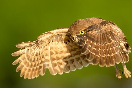 Flying Baby Burrowing OWl