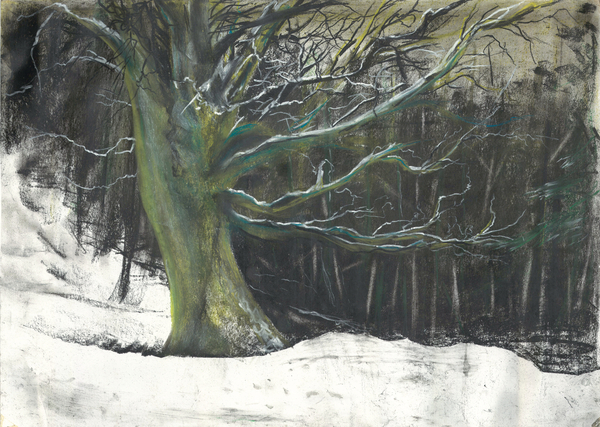 Tree in winter snow at Osmotherley woods od Vincent Alexander Booth