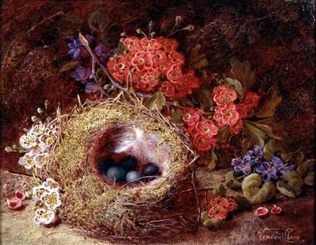 Still life of a bird's nest and blossom od Vincent Clare