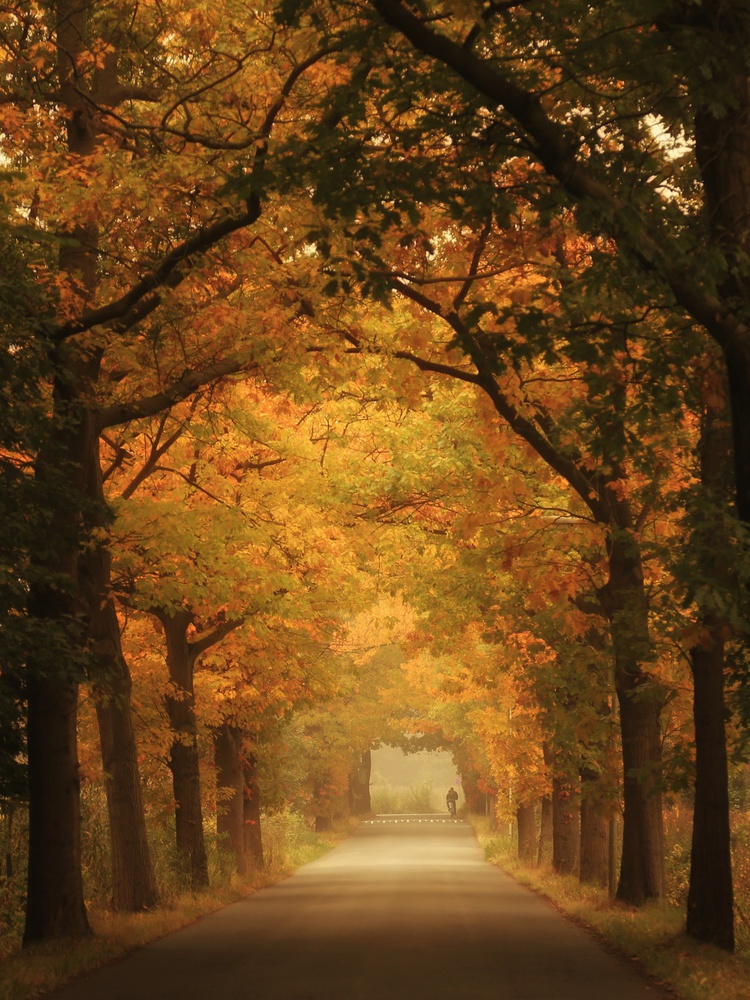 Autumn commute od Vincent Croce