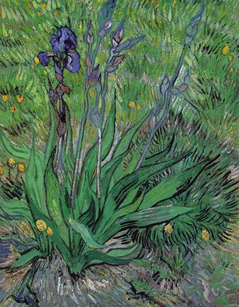 Iris od Vincent van Gogh