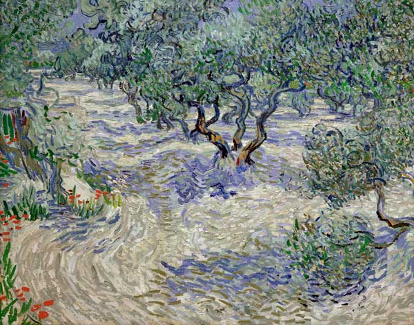 Olivenhain od Vincent van Gogh