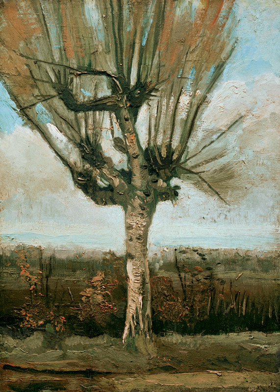 v.Gogh / Common white willow / 1884/85 od Vincent van Gogh