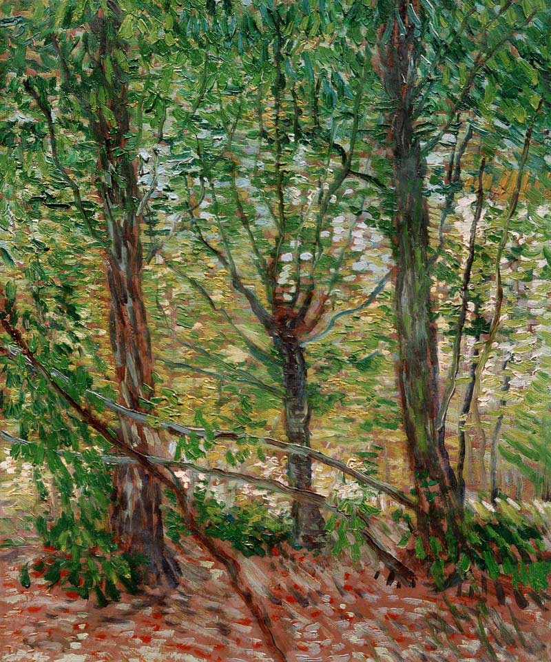 Trees and Undergrowth od Vincent van Gogh