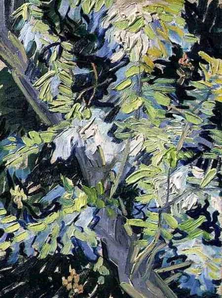 Acacia in Flower od Vincent van Gogh
