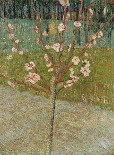 Almond tree in blossom od Vincent van Gogh