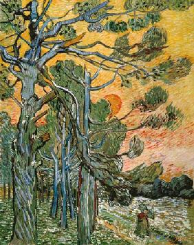 Pines with setting sun and female figure