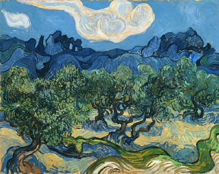 Landscape with olive trees