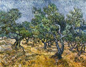 Olive grove