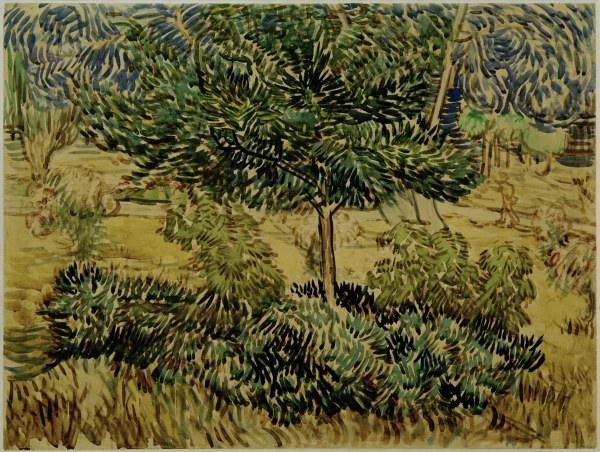 v.Gogh, Tree a.Bushes in Asylum Garden od Vincent van Gogh