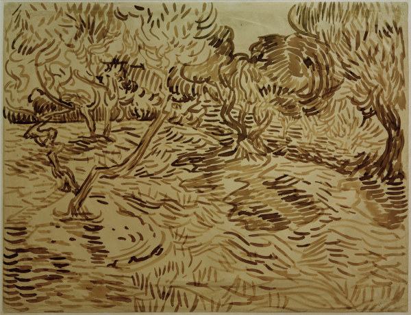 V.van Gogh, Olive Grove / 1889 od Vincent van Gogh
