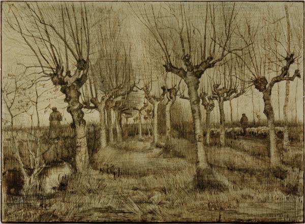 V.van Gogh, Pollard Birches / Draw./1884 od Vincent van Gogh