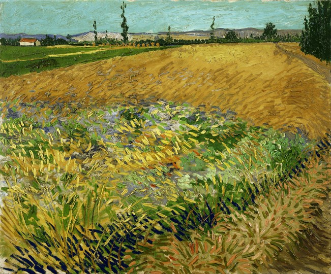 Wheatfield od Vincent van Gogh