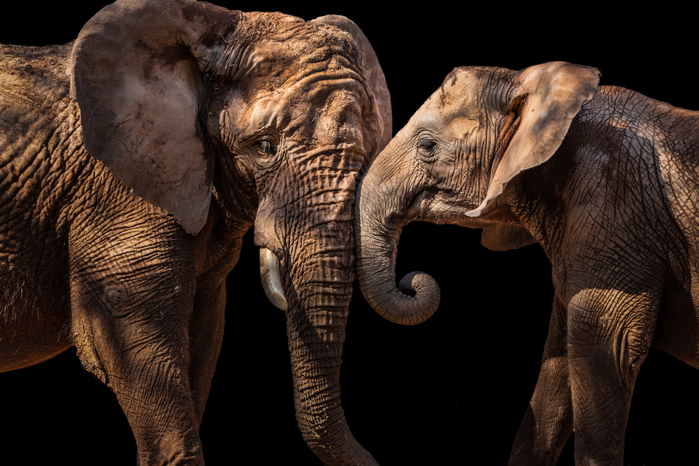 Elephants od Vitor Martins
