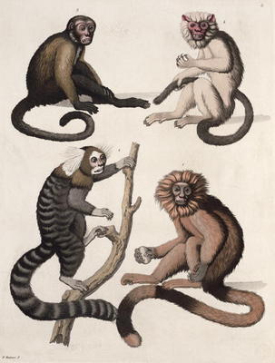 Monkeys (colour litho) od Vittorio Raineri