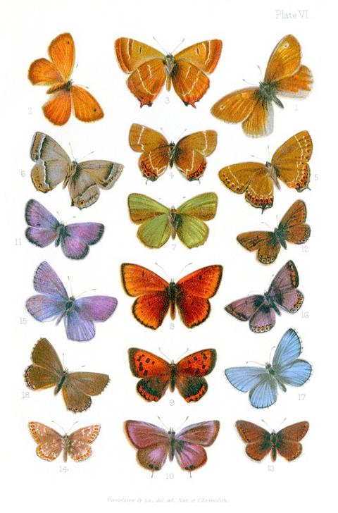 British butterflies od Vittorio Zecchin