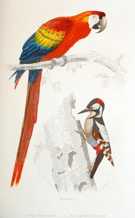 Scarlet Macaw a.o. od Vittorio Zecchin