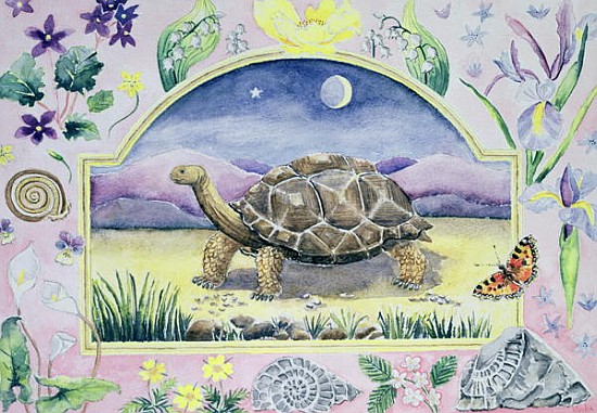 Giant Tortoise (month of May from a calendar)  od Vivika  Alexander